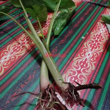 #9 bibit talas ketan siap tanam