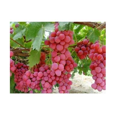Jual Victory Seed Biji Benih Anggur Merah Import Tanaman Buah [10 butir] Online  Harga 