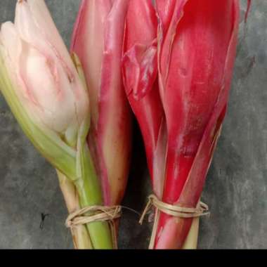 Terlaris Bunga kecombrang