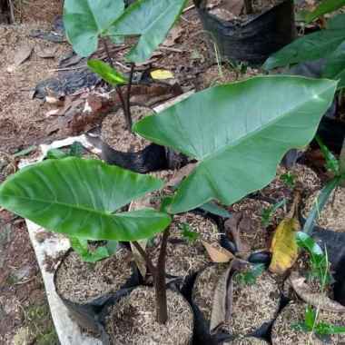 Tanaman Hias Keladi Hitam - Sente Hitam