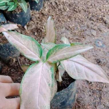 Tanaman Hias Syngonium Pink
