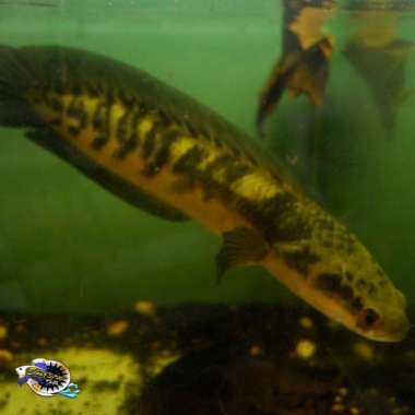 Jual Ikan Channa Yang Harganya 35 Original Murah - Harga Diskon
