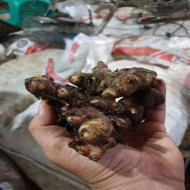 Produk Rumah Bawang & Buah Sep tember 2022 penjual terpercaya - harga
