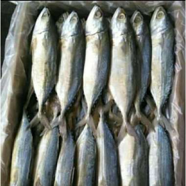 ikan asin peda peda putih