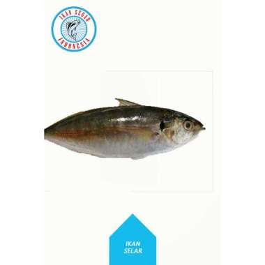 Jual Ikan Segar Terbaru - Harga Murah | Blibli.com