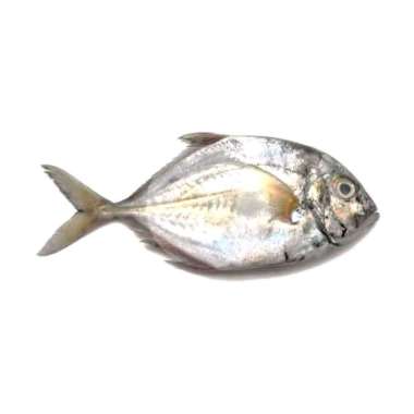 Ikan Kuwe 500gr