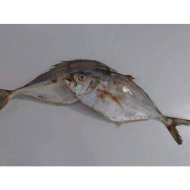 Ikan kuwe