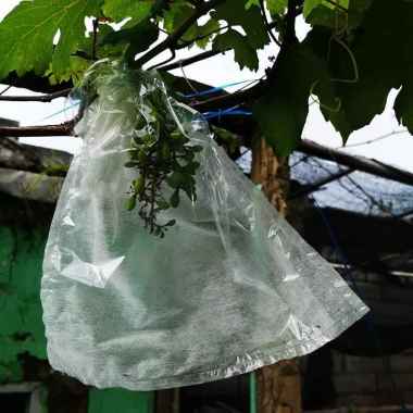 Pembungkus Buah Fruit Cover Transparan 29x40 Pelindung Buah