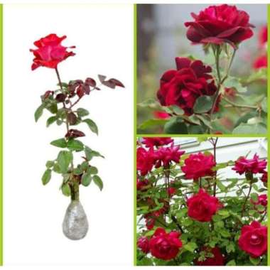 Promo !!! tanaman hias hidup bunga mawar merah bunga rose
