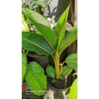 Tanaman hias pisang pisangan kuning jumbo real plant