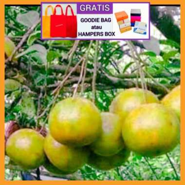 BUAH JERUK SIAM BANYUWANGI Manis - BUAH SEGAR ibaza fruitBOX 1 kg