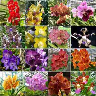 Bibit Anggrek Vanda Hybrid Botolan Bunga Hibrida Botol Hibrid
