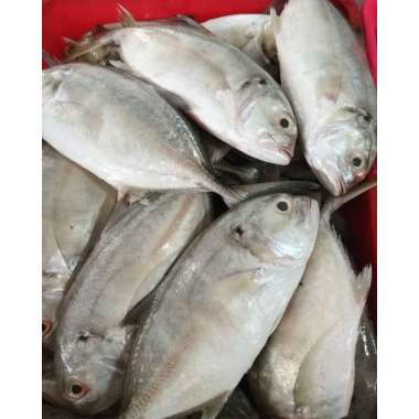 Jual Ikan Laut Segar Batu Termurah - Harga Grosir Terupdate Hari Ini