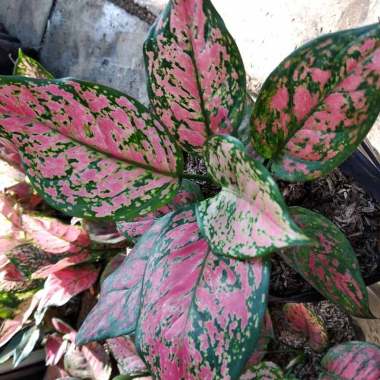 Jual Bibit Tanaman Hias Terbaru 2020 - Harga Murah ...