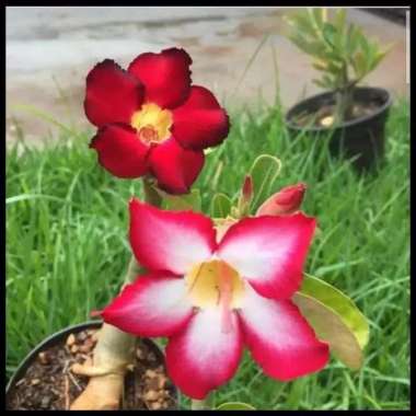 Bunga Ros Jepun Gantung : Pin By Lady Mariah On Wedding Idea Diy