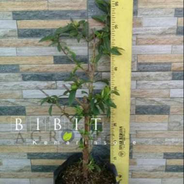 Jual Bibit Tanaman Murah Bonsai Murbei (Pulau Jawa) Online