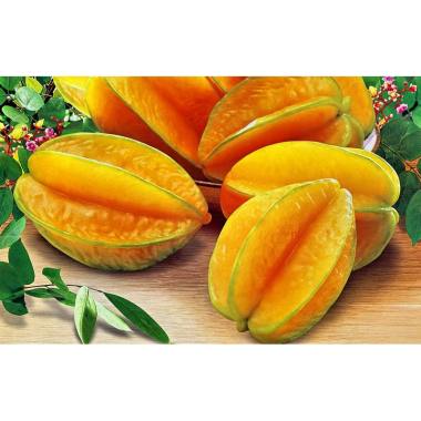 Jual Victory Seed Buah Belimbing Manis Benih [10 butir] Online  Harga \u0026 Kualitas Terjamin 