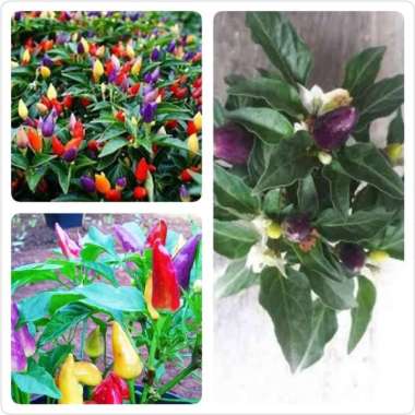 PROMO COD !!! Tanaman hias cabe pelangi ( Tanaman hias unik )