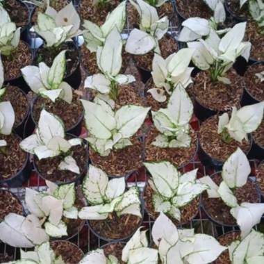 Jual OEM Aglaonema Sunset Tanaman - Red Online Februari ...