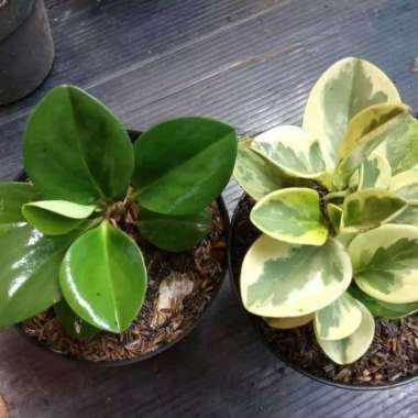 Paket 2 Tanaman Hias Indoor - Peperomia Hijau - Peperomia Varigata
