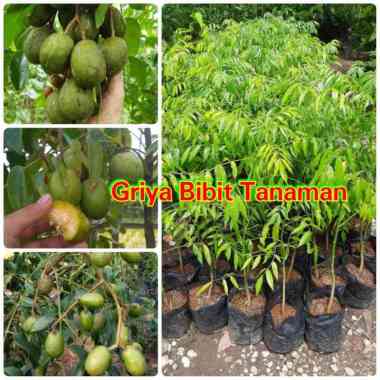 Jual Pupuk NPK Mutiara - Harga Terbaru 2021 | Blibli.com