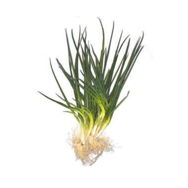 Daun Bawang - Harga Termurah Maret 2021 | Blibli