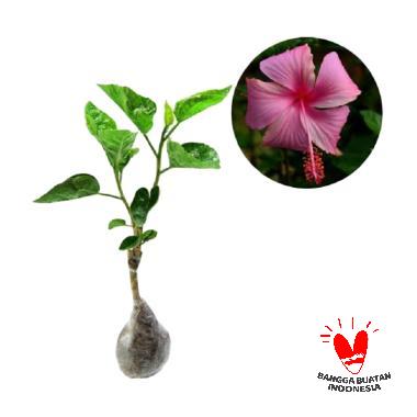 Jual Kebun Bibit Kembang Sepatu Tanaman Bunga - Pink