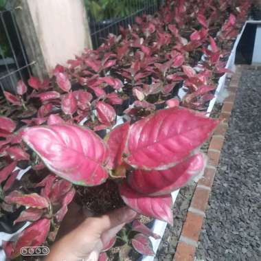 aglonema red anjamani aglaonema red anja