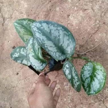 Jual River Ayu Kaktus Mini Koral Blue Tanaman Hias Onli   ne