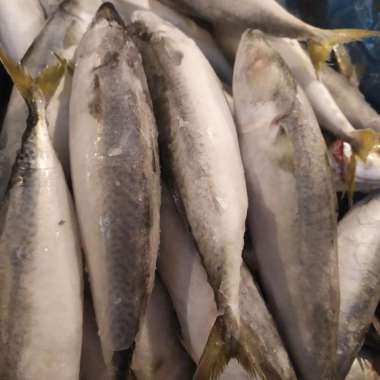 IKAN SALEM SEGAR / IKAN SALEM FRESH 1.0kg