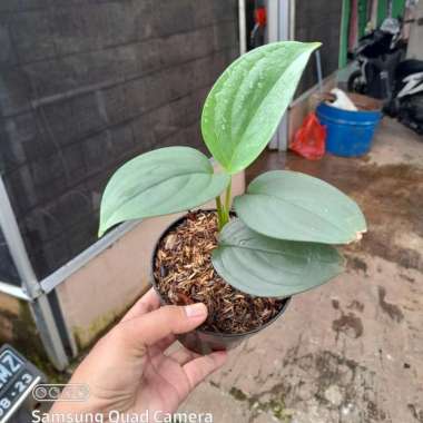 Tanaman hias scindapsus SP