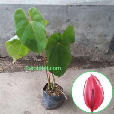 Promo Tanaman Anthurium Bangkok Merah Diskon 57% Di Seller Tokobibitid -  Sidomulyo, Kota Batu | Blibli