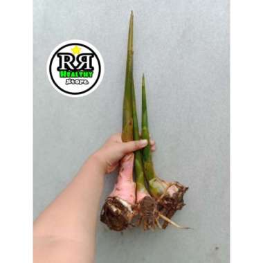 TERMURAH Benih kecombrang/bibit honje segar