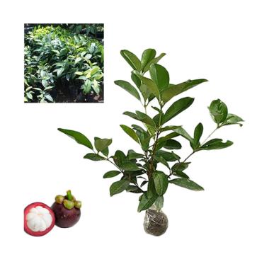 Bibit Tanaman Buah - Harga Termurah April 2021 | Blibli