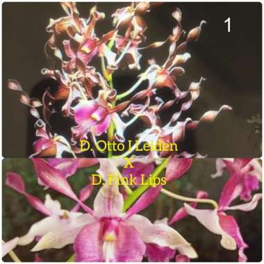 Jual Tanaman Hias Daun Hypoestes Polkadot - Tanaman ...