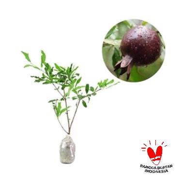 jual produk buah delima harga promo diskon blibli jual produk buah delima harga promo diskon blibli