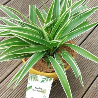 Jual ZPLANT Keladi Urat Daun Putih Merah Hijau Tanaman