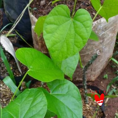 Jual ZPLANT Daun Kupu Kupu Ungu Kupu-kupu Pohon Purple