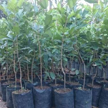 Bibit Rambutan Binjai aneka bibit murah