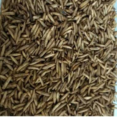 MAGOT KERING 500 GRAM MAGGOT LARVA LALAT BSF PAKAN IKAN LOUHAN KOI LEL P