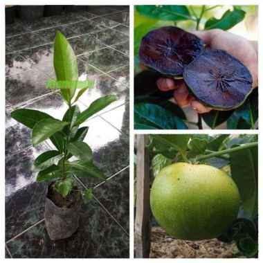 Tanaman Buah Black Sapote Jumbo ( Sawo Hitam )