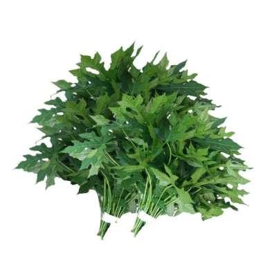 Daun pepaya jepang