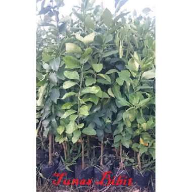 Bibit Jeruk Lemon amerika murah