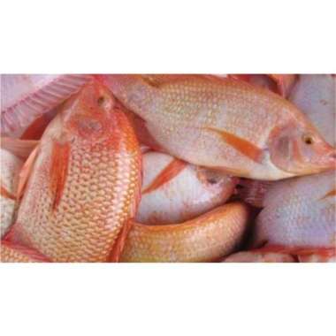 Ikan Nila Merah