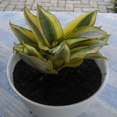 Jual ZPLANT Daun Bunga Kembang Sepatu Putih Variegata ...