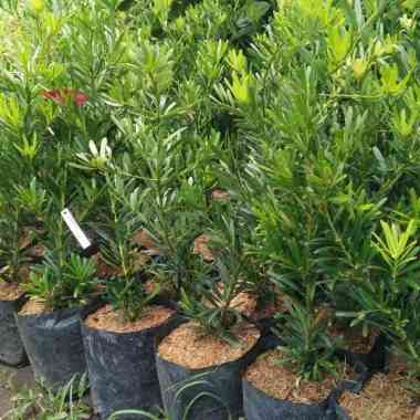 Bibit Tanaman Hias Lohansung Bukan Sincuan Bibit Tanaman Bonsai