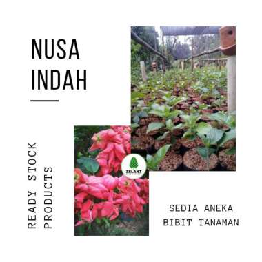 Jual Bibit Aneka Bunga Terbaru - Harga Promo, Original ...