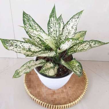 Jual Tanaman hias monstera adansoni - tanaman hias janda ...