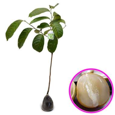 Bibit Buah Duku Palembang - Tinggi 40cm