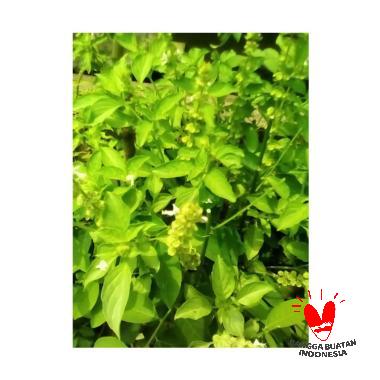 jual tkebun bibit tanaman daun kemangi bibit tanaman jual tkebun bibit tanaman daun kemangi bibit tanaman